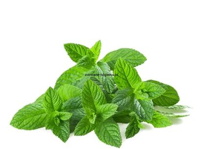Herbal Mint