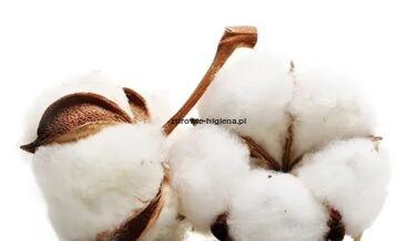 Cotton Blossom