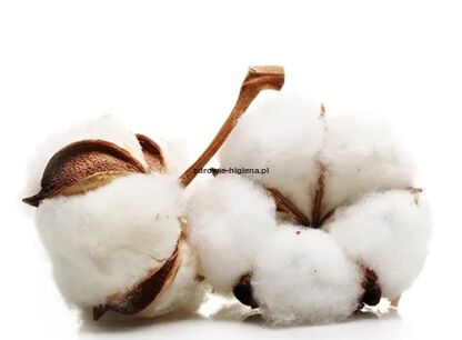 Cotton Blossom