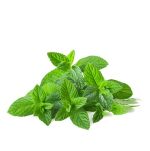 Uriwave Herbal Mint (Vert Clair) - Karton - wkładka zapachowa do pisuaru - 2