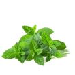 Saniclip Herbal Mint (VERT CLAIR) - odświeżacz powietrza w zawieszce - 2