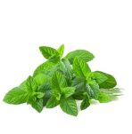 Saniclip Herbal Mint (VERT CLAIR) - odświeżacz powietrza w zawieszce - 2